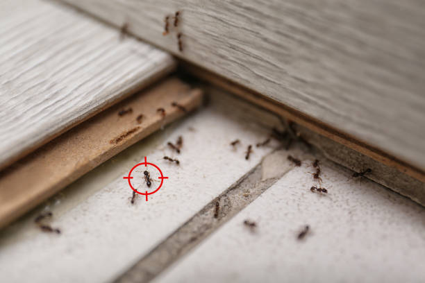 Best Exterminator Services  in Smithers, WV