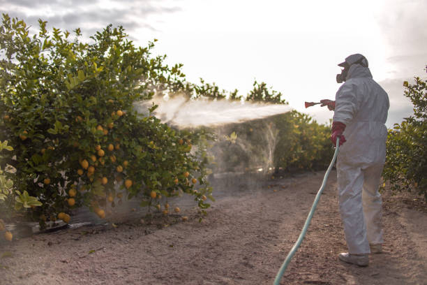 Best Affordable Pest Control Services  in Smithers, WV