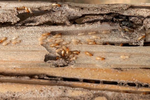 Best Pest Inspection Near Me  in Smithers, WV