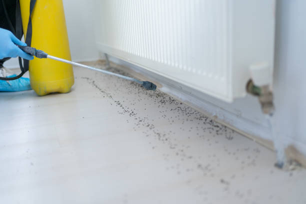 Best Local Pest Control Services  in Smithers, WV